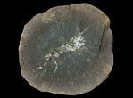 Pennsylvanian Fossil Shrimp (Pos/Neg) - Mazon Creek #70625-2